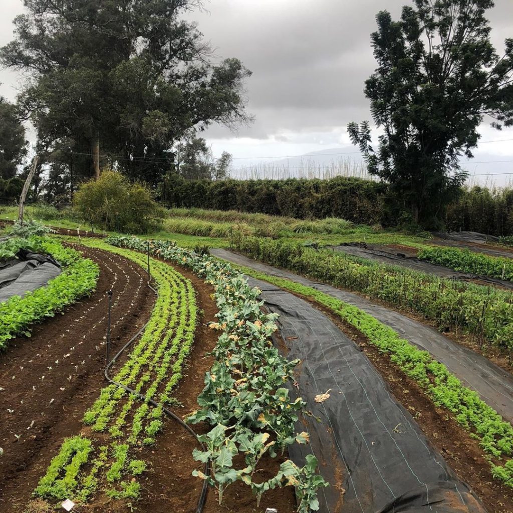 gardendesignmag: Garden Design tip from @oofarm_maui: Work with Mother Nature!
.
We had our “B g… Garden Design tip from @oofarm_maui: Work with Mother Nature!
.
We had our "B g...