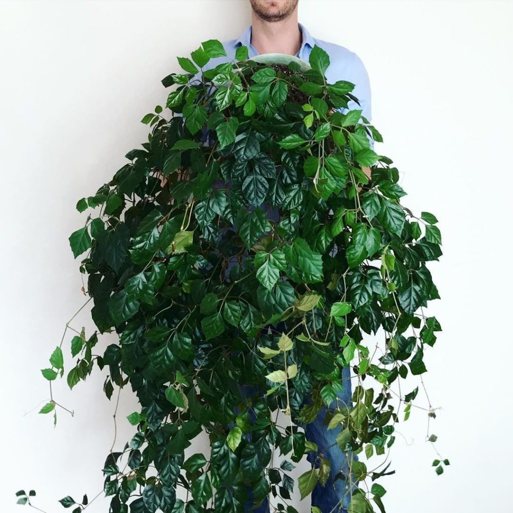 thesill: Fun fact about this Cissus Rhombifolia: not only is it big and beautiful, it’s a… Fun fact about this Cissus Rhombifolia: not only is it big and beautiful, it's a...