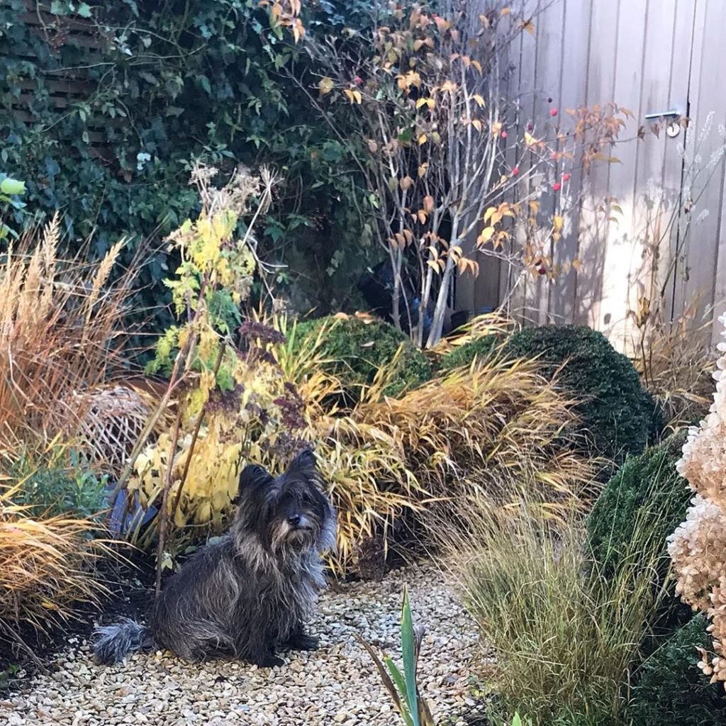 Shaggy garden, shaggy dog #inmygarden #cairnterrier  #happyweekend
. .
.
.
#gard...