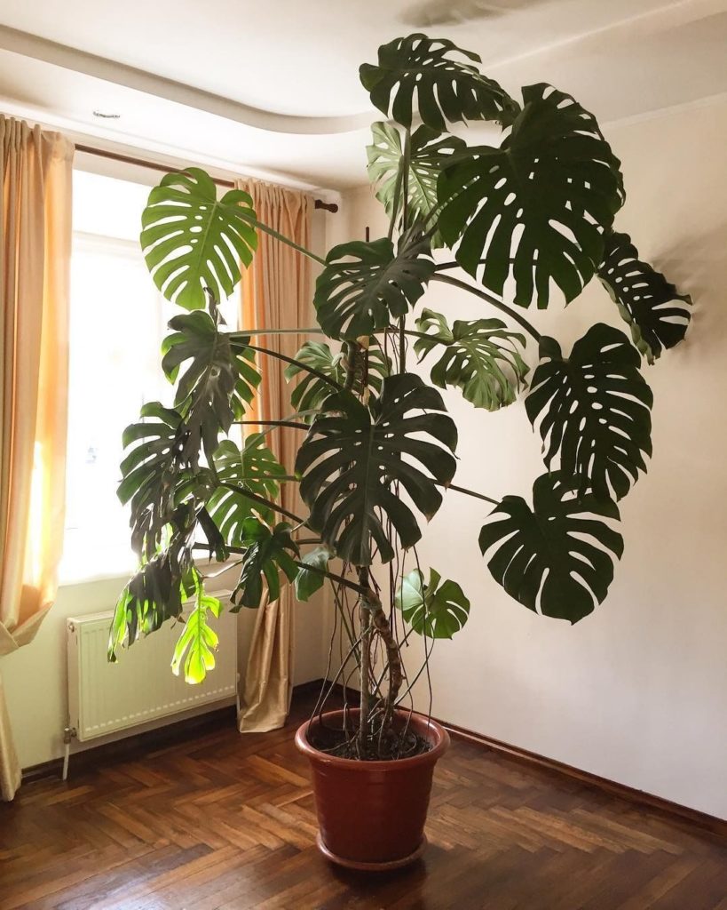 The fairest Monstera of them all.  Photo via @polly0lly...