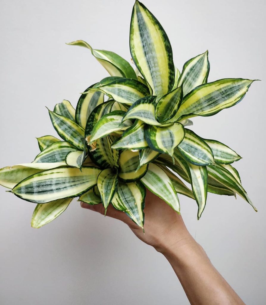 houseplantjournal: #SansevieriaSunday this Sansevieria golden hahnii has produced 5-6 pups that I r… #SansevieriaSunday this Sansevieria golden hahnii has produced 5-6 pups that I r...