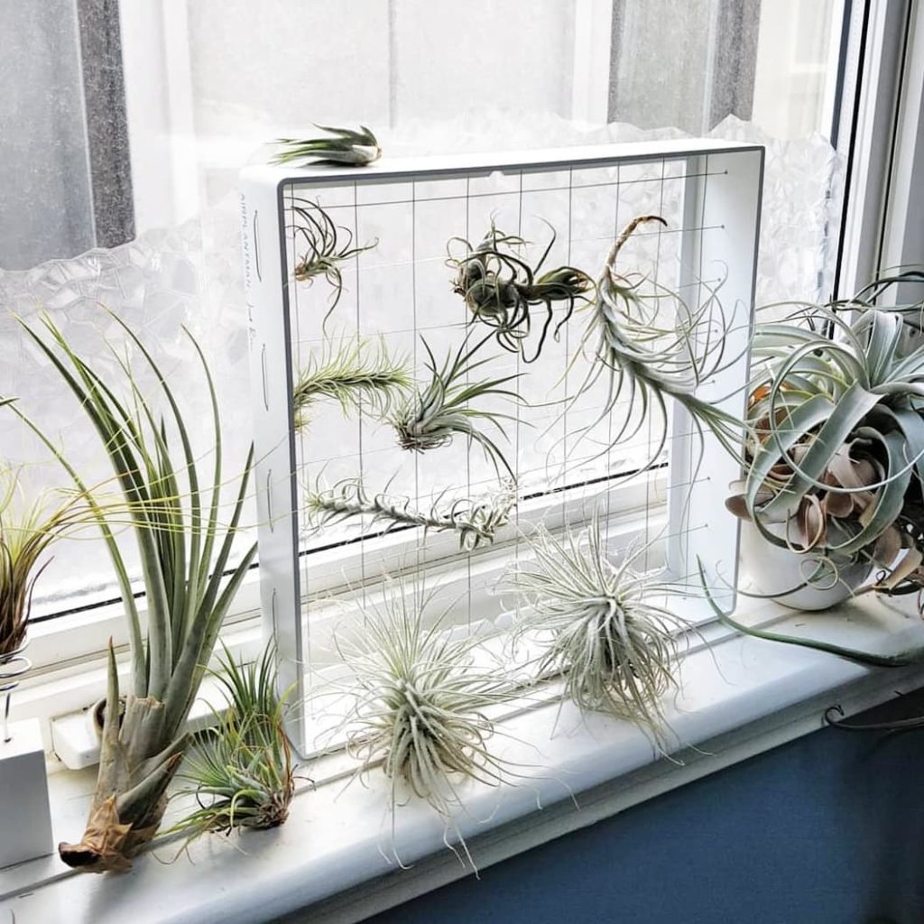 houseplantjournal: New to air plants?  Most care instructions aren’t wrong, but they get you fixate… New to air plants?  Most care instructions aren't wrong, but they get you fixate...