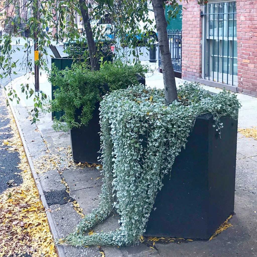 sheilajacklandscapes: Draped… Loved this  planting trailing onto a NY sidewalk. I’m thinking it’s Di… Draped... Loved this  planting trailing onto a NY sidewalk. I’m thinking it’s Di...