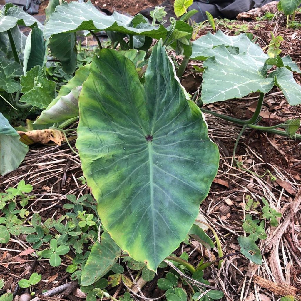gardendesignmag: Q: Taro or Elephant ear?
.
.
.
.
A: Taro. An integral part of Hawaiian culture; … Q: Taro or Elephant ear?
.
.
.
.
A: Taro. An integral part of Hawaiian culture; ...