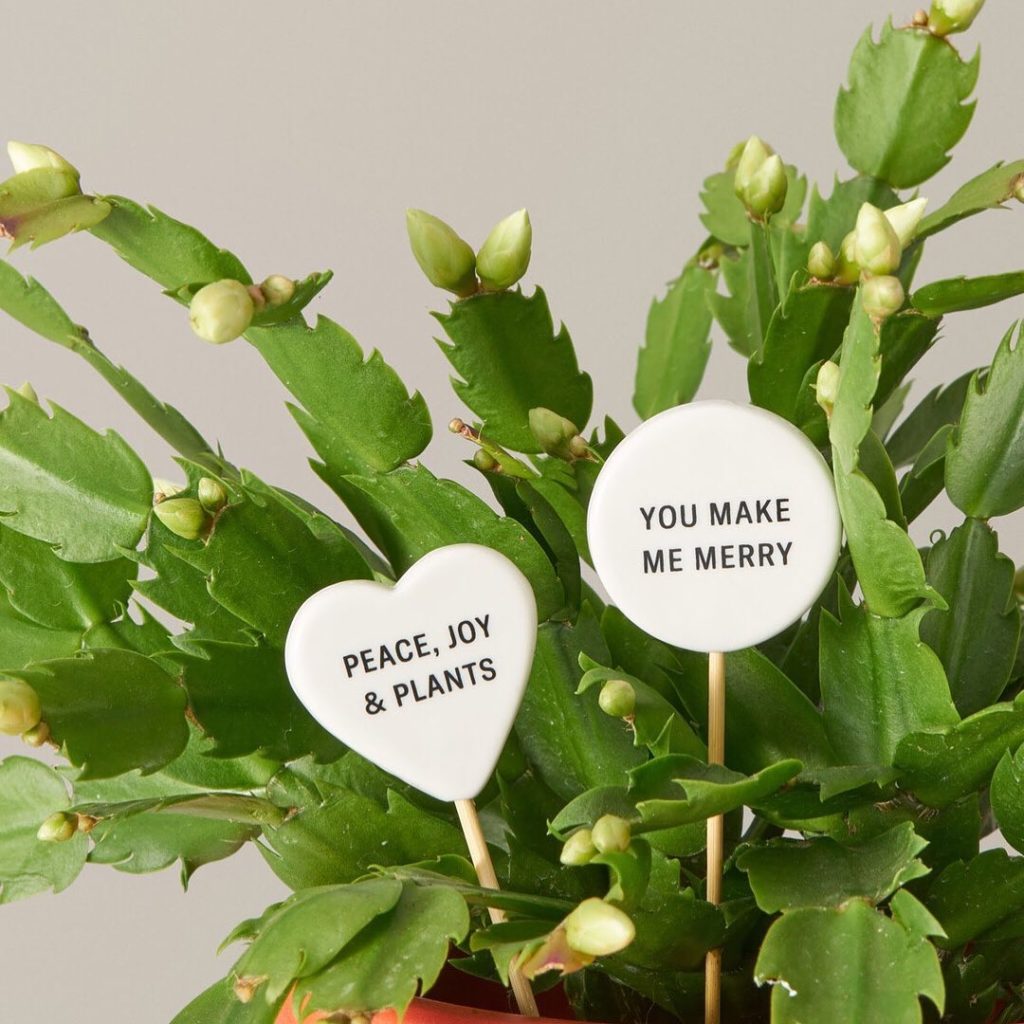 Let your plant do the talking this year with our holiday message pops. Add our P...