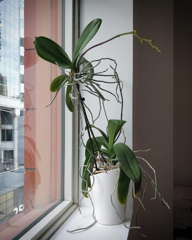 houseplantjournal: ‘Keiki’ – a plant produced asexually by an orchid plant
–
I had only ever seen p… 'Keiki' - a plant produced asexually by an orchid plant
-
I had only ever seen p...