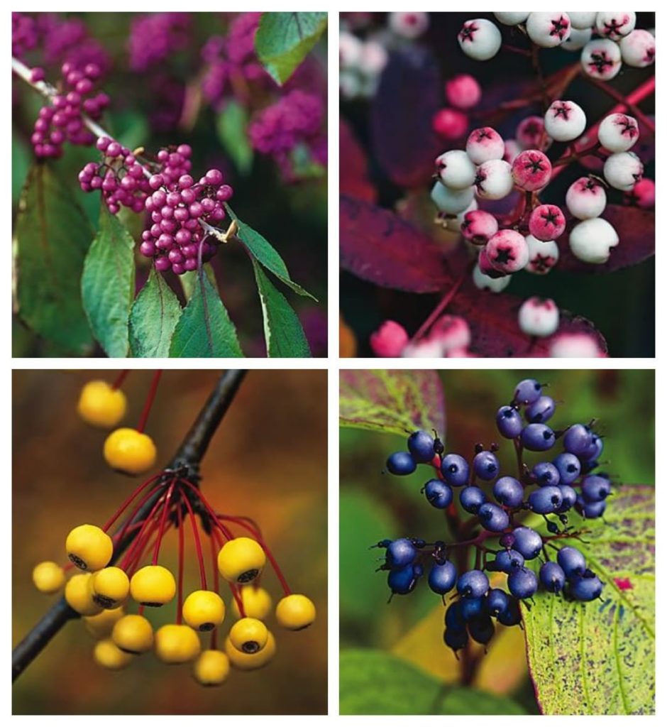 gardendesignmag: What berry-bearing trees and shrubs do you have in your garden?
.
.
From top lef… What berry-bearing trees and shrubs do you have in your garden?
.
.
From top lef...