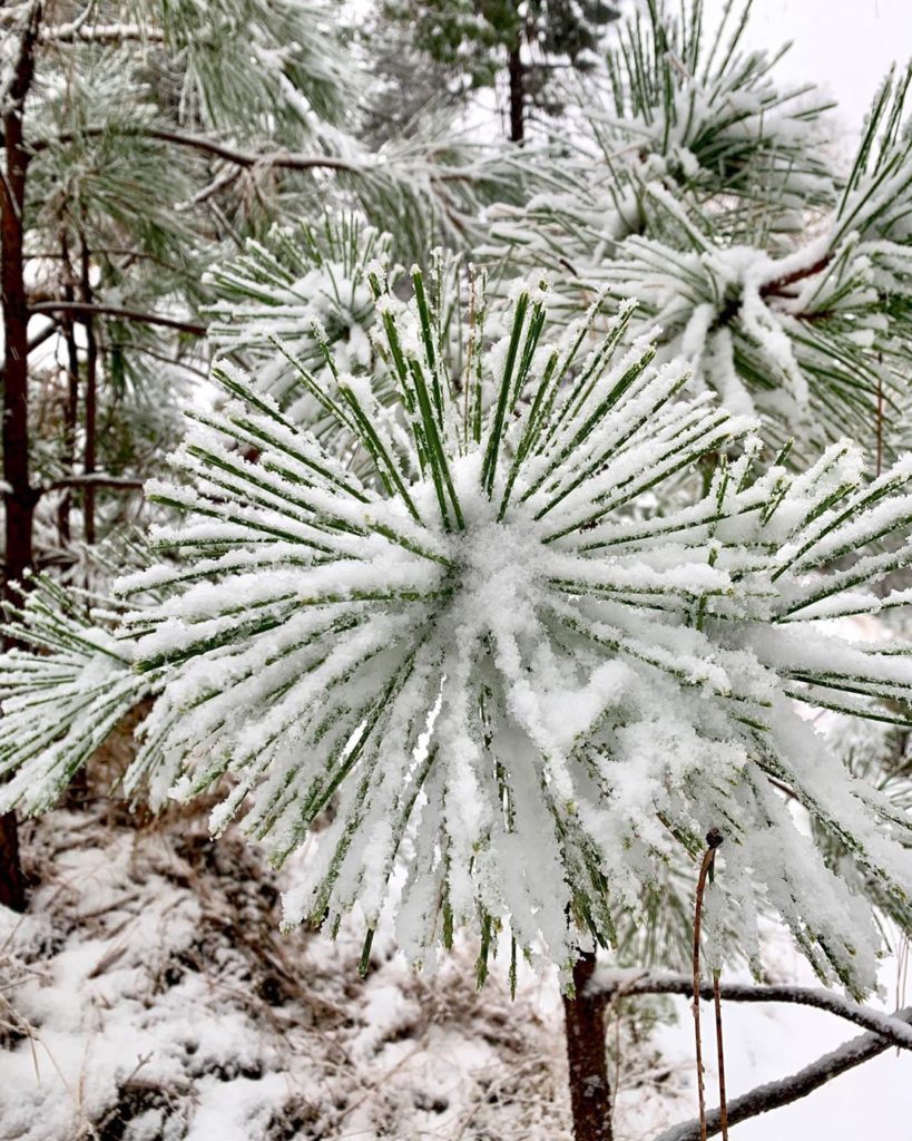 Hey baby ponderosa pine...