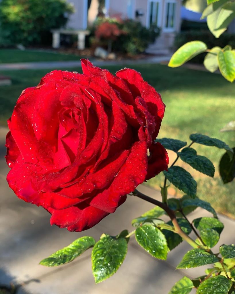 Morning sun defrosting this beauty. 
It’s been cold for us here in So Cal, with ...