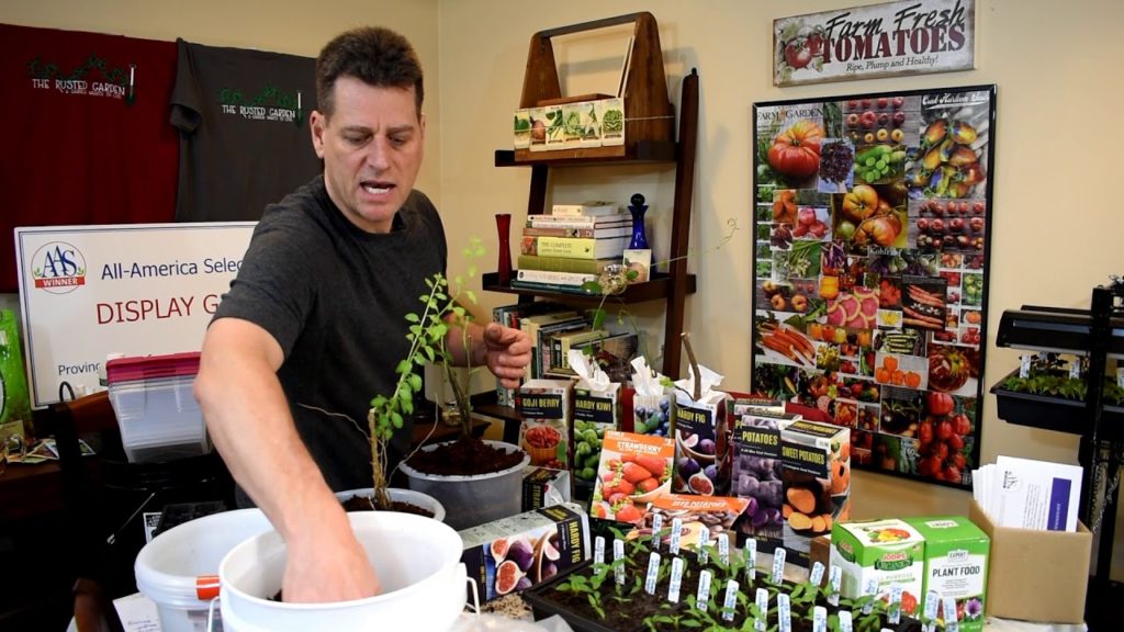 The Rusted Garden Show EP 4: Peppers, Potatoes, Bare Root Strawberries, Fruit Plants & Winter Sowing