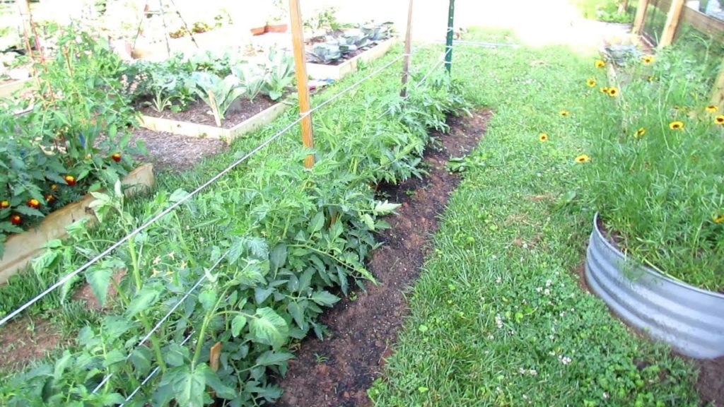 How to Grow A Tomato Hedge: 16 Plants, Principles, Benefits, Staking, Pruning & Overview