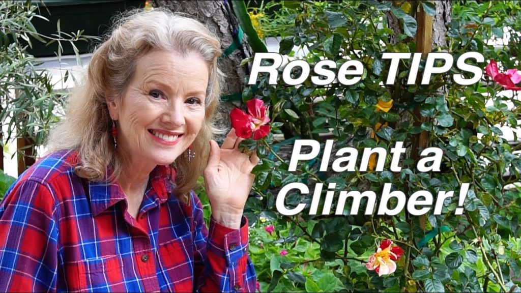 Planting a Climbing Rose | Rose Growing TIPS | Garden Workday Vlog