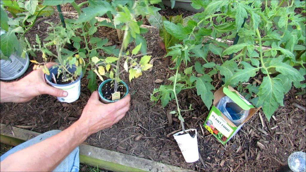 Gary Pilarchik: Tomato Growing Tips (1-6): Buying Healthy Transplants, Nutritional Issues & Fix, Calcium & BER Tomato Growing Tips (1-6): Buying Healthy Transplants, Nutritional Issues & Fix, Calcium & BER