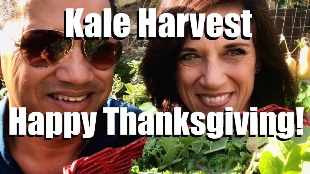 Kale Harvest - Happy Thanksgiving!