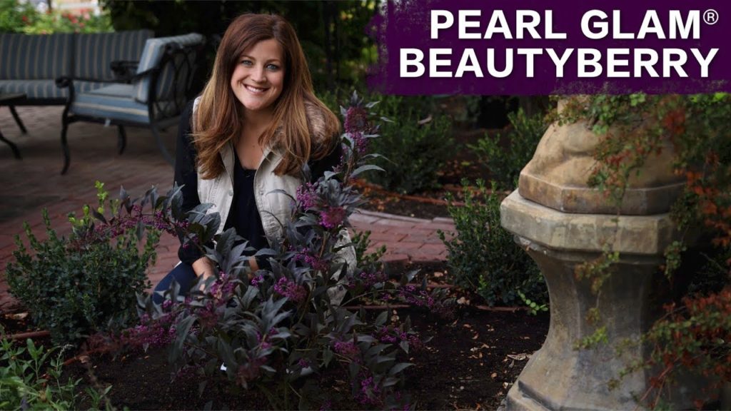 Planting Pearl Glam Beautyberry // Garden Answer