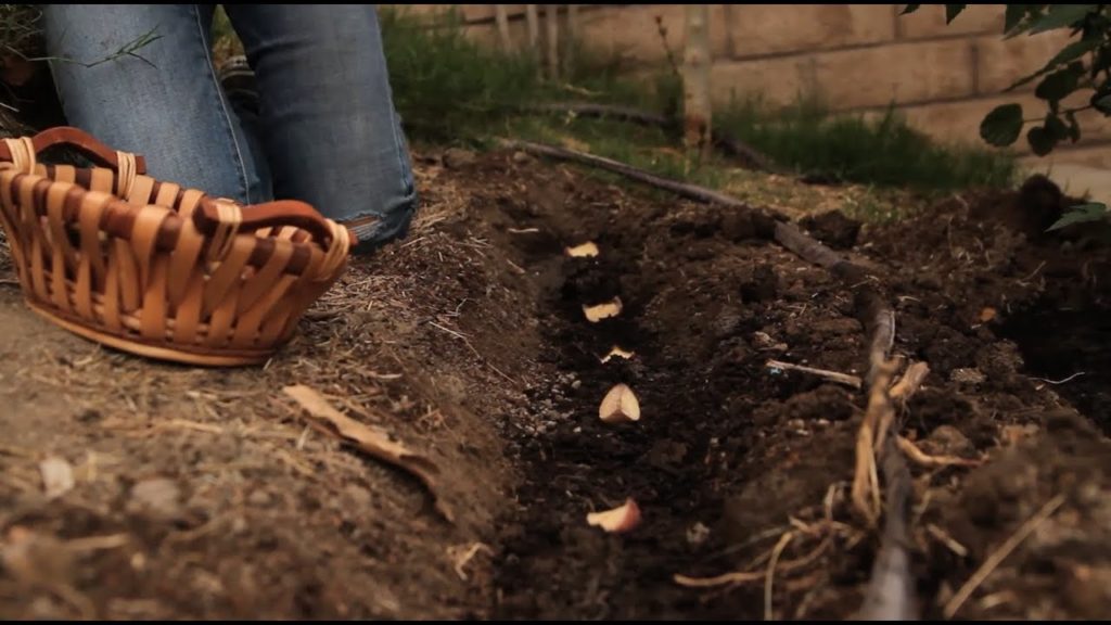 CaliKim plants her Potatoes-FINALLY.