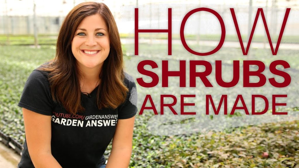 How it's Made: Shrubs // Garden Answer