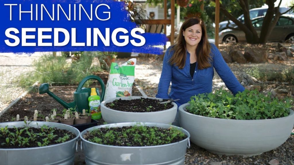 Garden Answer: How to Thin Seedlings // Garden Answer How to Thin Seedlings // Garden Answer