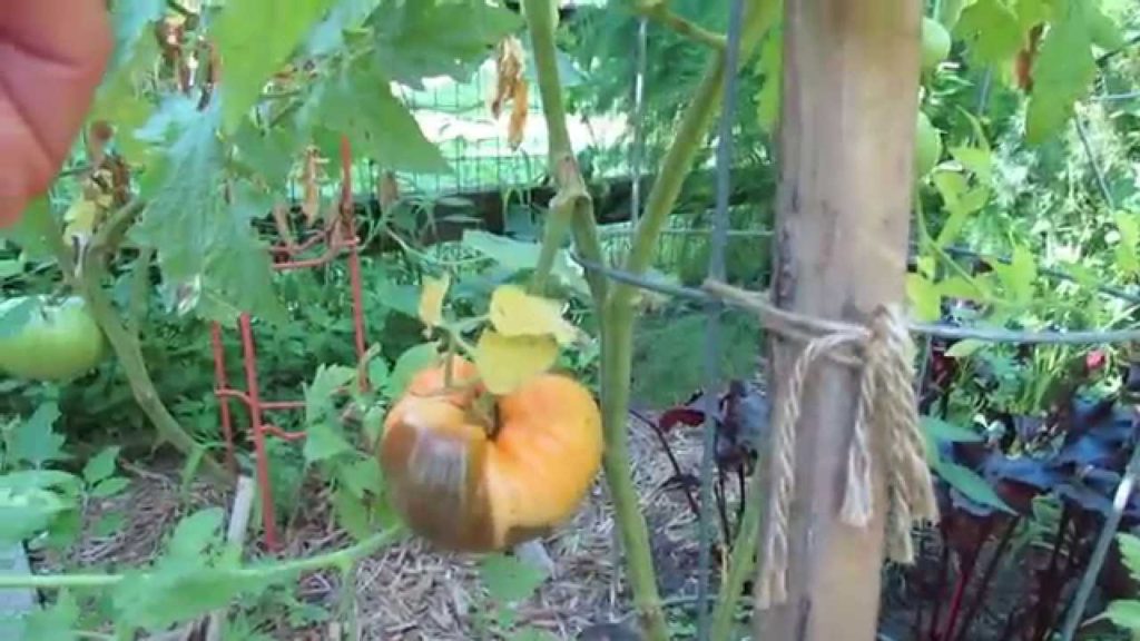 What is this Very Large Browning on My Tomatoes: Help Wanted! - TRG 2015