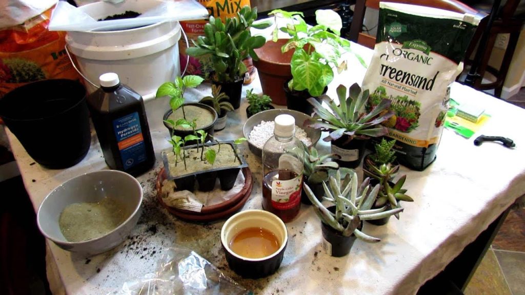 Gary Pilarchik: 4 Ways to Manage Vegetable Garden Fungus Gnats: Sterilize, Trap, Barrier & Drench 4 Ways to Manage Vegetable Garden Fungus Gnats: Sterilize, Trap, Barrier & Drench