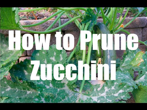 CaliKim: How To Prune a Zucchini Squash Plant How To Prune a Zucchini Squash Plant