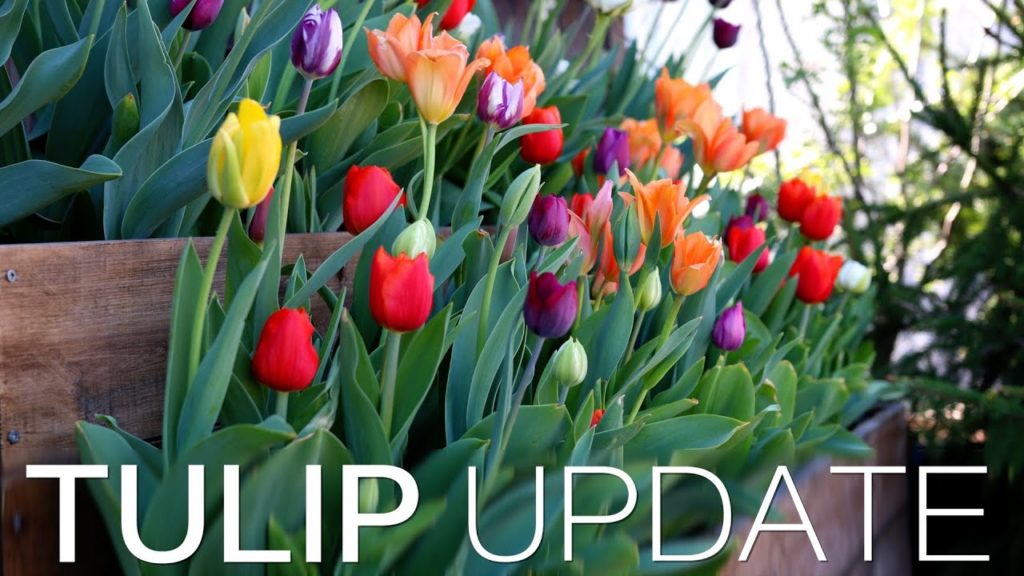 Garden Answer: Tulip Update | Pallet Planter | DIY Grow Box Tulip Update | Pallet Planter | DIY Grow Box