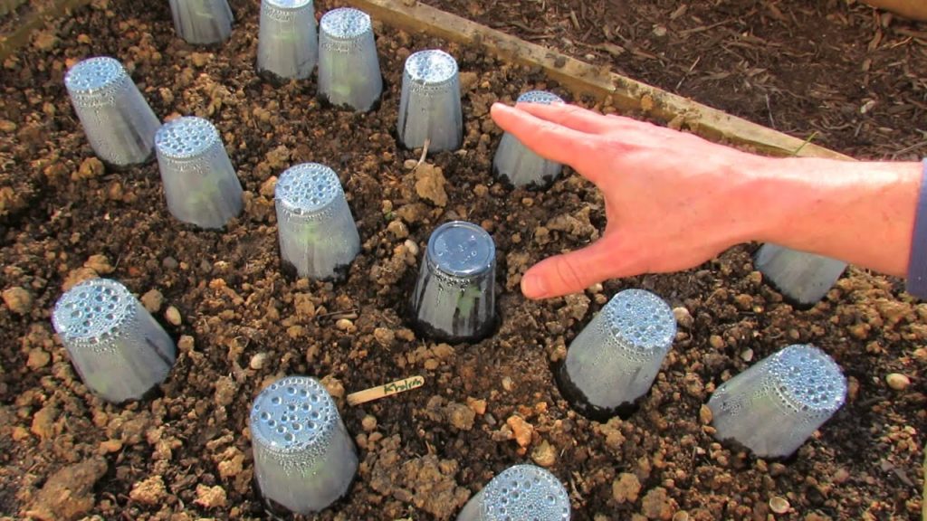 Gary Pilarchik: Using Plastic Cups for Frost Protection and Quicker Growth in the Garden: The Rusted Garden 2013 Using Plastic Cups for Frost Protection and Quicker Growth in the Garden: The Rusted Garden 2013