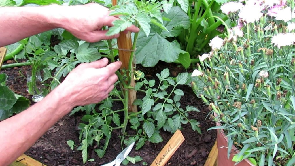 Gary Pilarchik: Pruning Tomato Plants: Single & Double Stem Pruning, Sucker Identification, Cloning Tomato Cuttings Pruning Tomato Plants: Single & Double Stem Pruning, Sucker Identification, Cloning Tomato Cuttings
