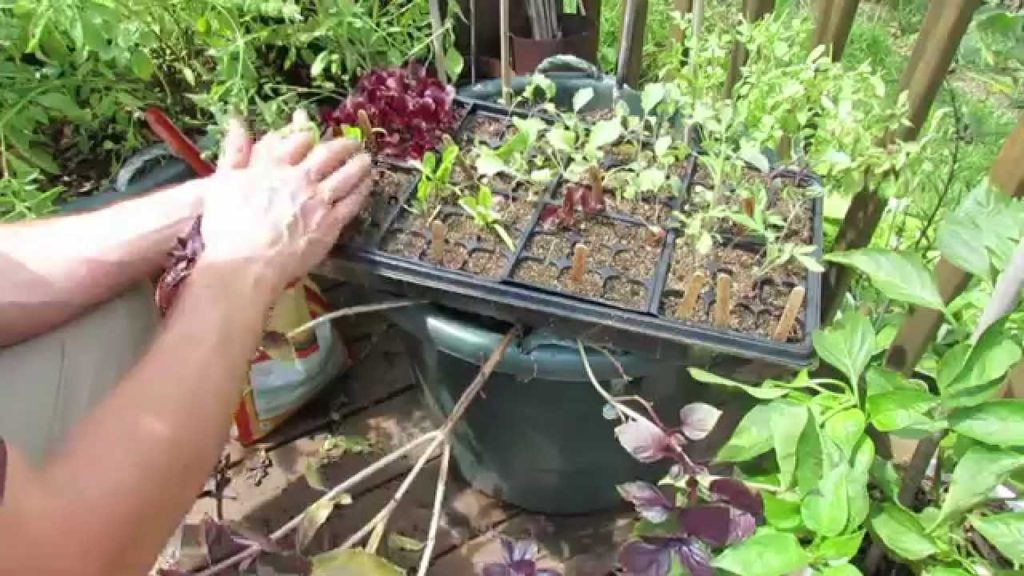 Gary Pilarchik: Fall Gardening: Planting Container Peas and Red Lettuce – TRG 2014 Fall Gardening: Planting Container Peas and Red Lettuce - TRG 2014