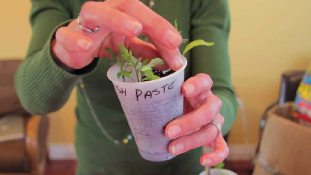 Starting Seeds Indoors with Kim - Part 4 of 5