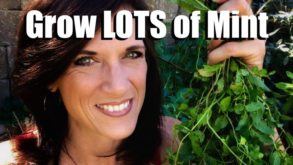 CaliKim: How to Prune Mint in the Winter to Grow LOTS of Mint in the Spring // Spring Garden Prep Starts NOW How to Prune Mint in the Winter to Grow LOTS of Mint in the Spring // Spring Garden Prep Starts NOW