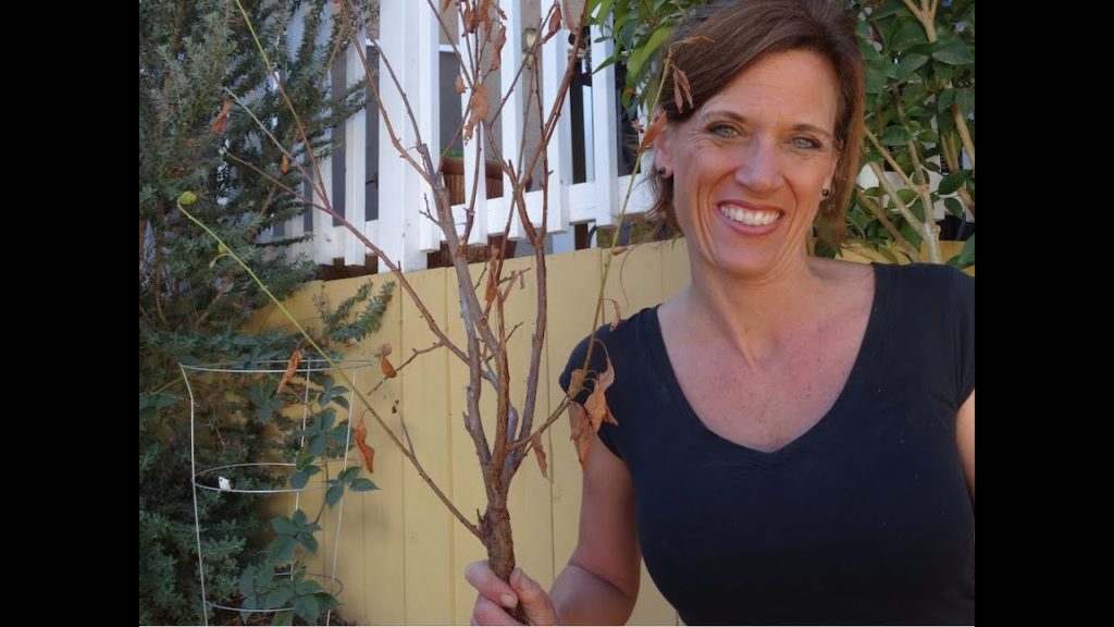 CaliKim: Can This Plum Tree Be Saved? Can This Plum Tree Be Saved?