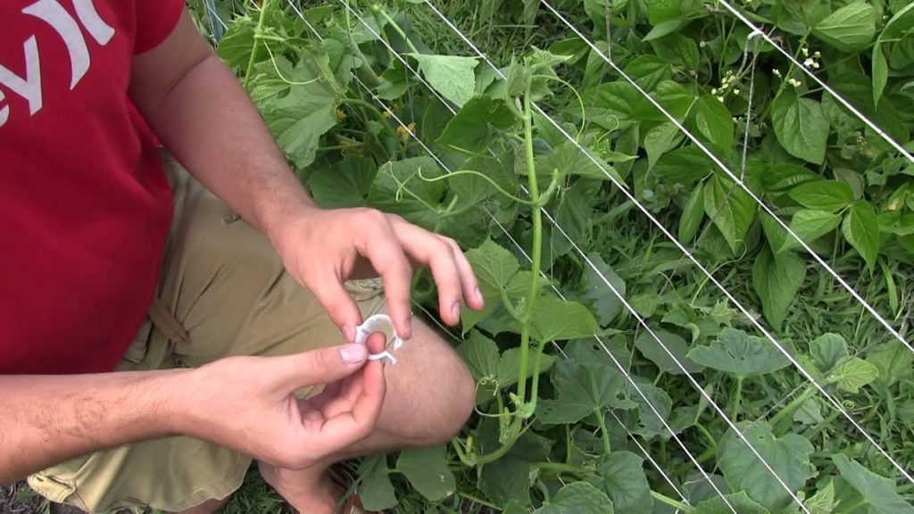A Quick & Simple Method For Trellising Vining Vegetables