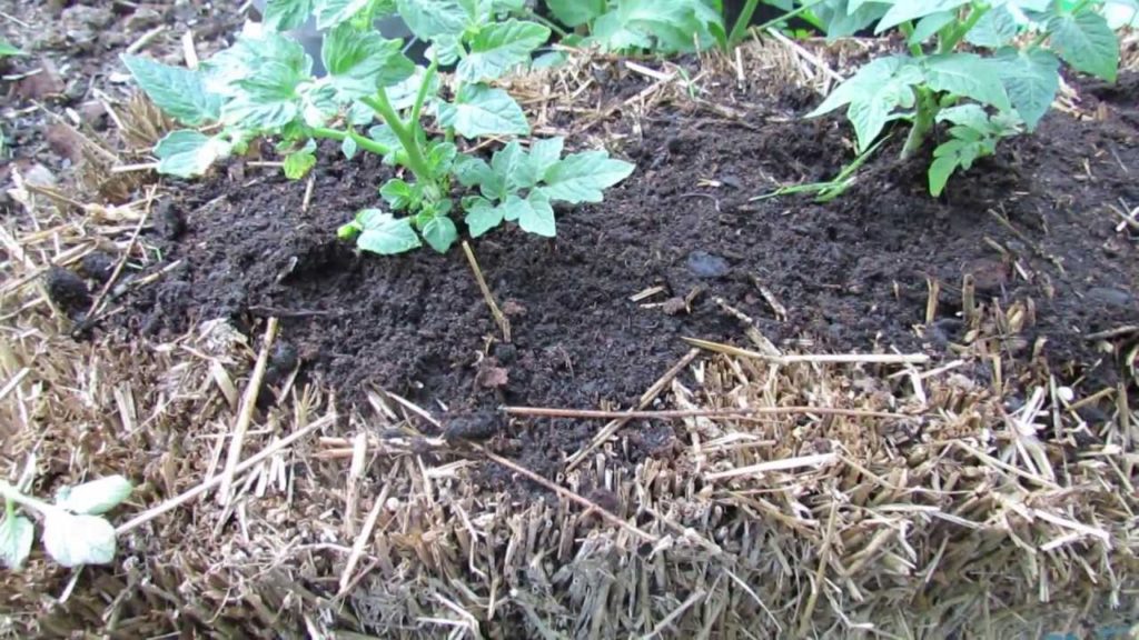 Straw Bale Gardening Basics with Determinate Tomatoes