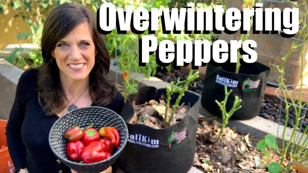 How to Overwinter Your Favorite Pepper Plant in Garden Beds & Containers for Earlier Spring Harvests