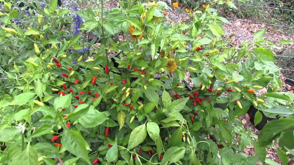 My Community Garden Plot E-11: Final Harvests, Tomato Seed Saving, Hot Pepper Picking, Mulching