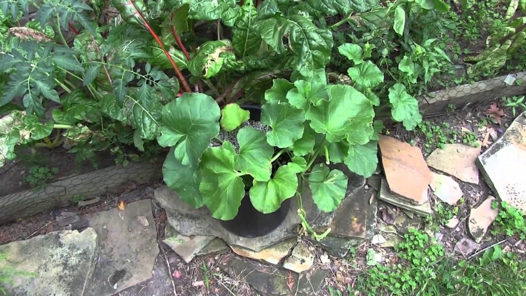 MIgardener: Tips For Growing Cantaloupe in Containers – YES It's Possible! Tips For Growing Cantaloupe in Containers - YES It's Possible!