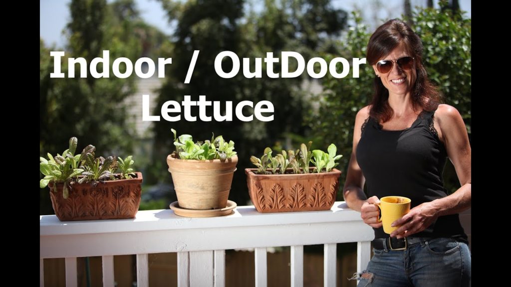 CaliKim: Indoor/Outdoor Lettuce – Growing Lettuce in the Hot Weather Indoor/Outdoor Lettuce - Growing Lettuce in the Hot Weather