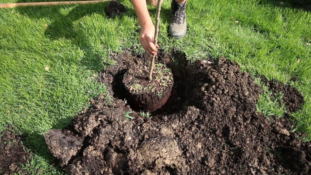 Transplanting The New Moonglow Pear Tree