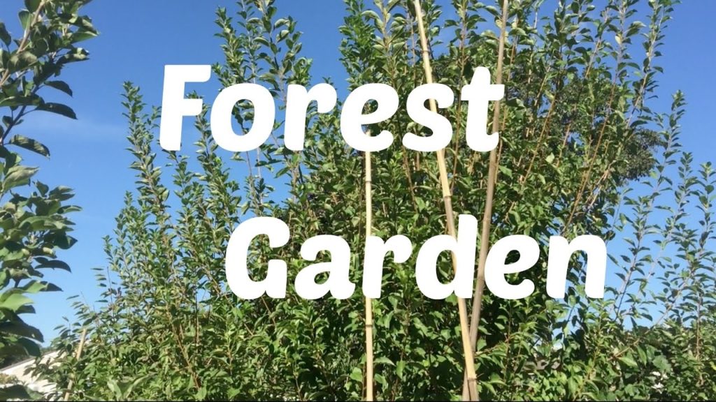 Forest Garden, Part 1