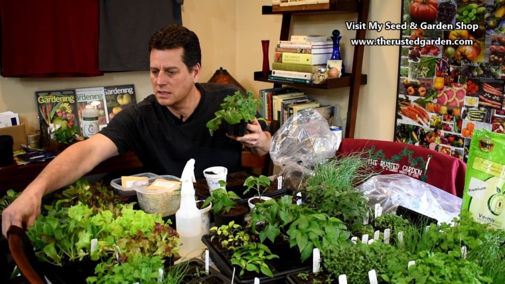 The Rusted Garden Show EP 3:Seed Starting Greens, Peppers, Onions & Herb Progress