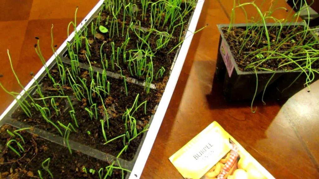 Gary Pilarchik: Seed Starting Onions and Leeks Indoors: Save Money!: The Rusted Garden 2013 Seed Starting Onions and Leeks Indoors: Save Money!: The Rusted Garden 2013