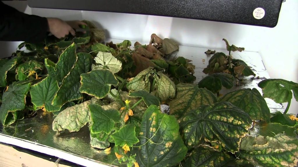 MIgardener: Harvesting Hydroponic Cucumbers Harvesting Hydroponic Cucumbers