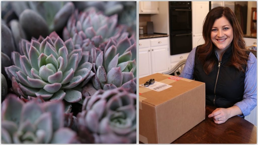 Garden Answer: Succulent Unboxing & How I Store Them for Projects! 🤩🌵💜// Garden Answer Succulent Unboxing & How I Store Them for Projects! 🤩🌵💜// Garden Answer