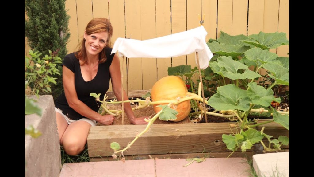 Growing a Giant Pumpkin #6: Giant Pumpkin Mods - Based on Subscriber Input