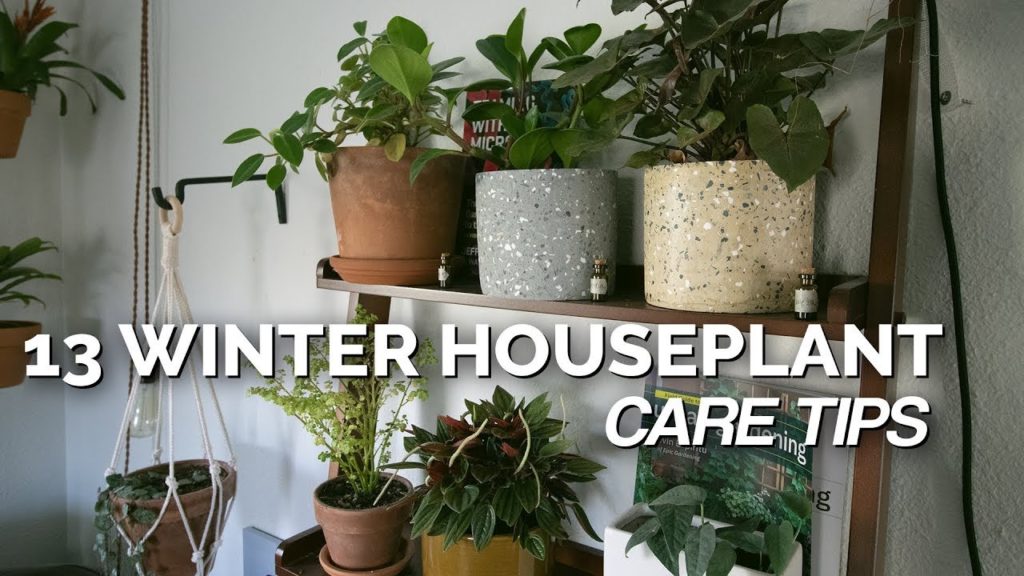 13 Winter Houseplant Care Tips 🌱❄️