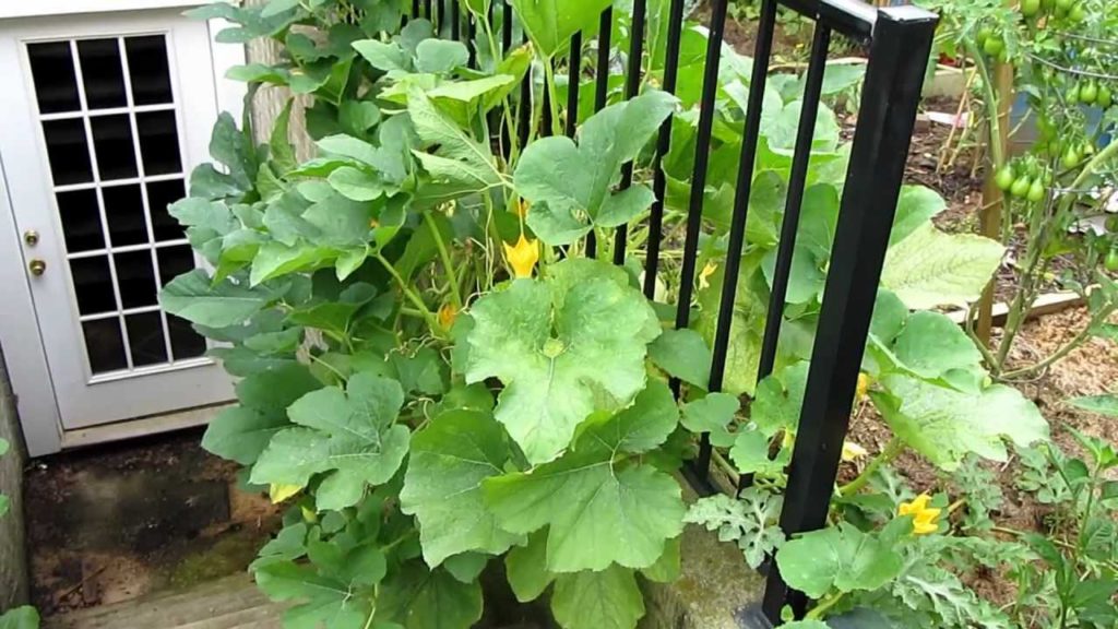 Gary Pilarchik: Garden Zucchini & Squash: Finding Squash Bug Eggs and Tending Plants – TRG 2011 Garden Zucchini & Squash: Finding Squash Bug Eggs and Tending Plants - TRG 2011
