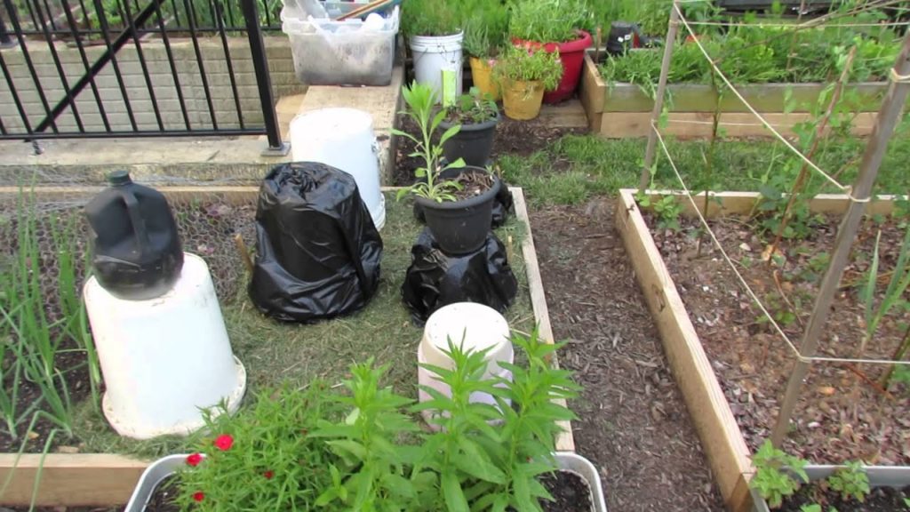 Gary Pilarchik: Emergency Tomato Frost Protection: When Frost Attacks! Emergency Tomato Frost Protection: When Frost Attacks!