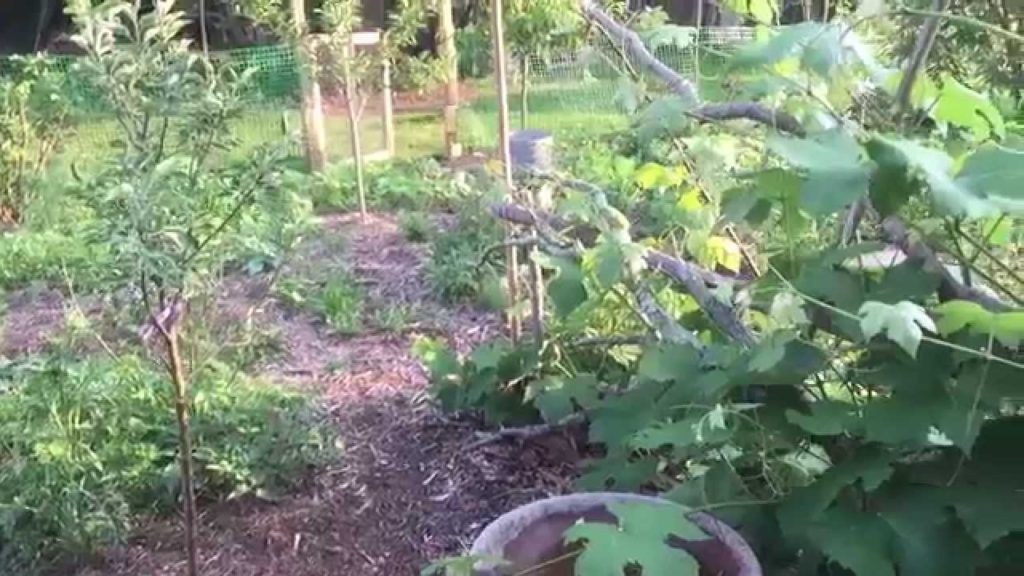 Dog Eating From The Garden