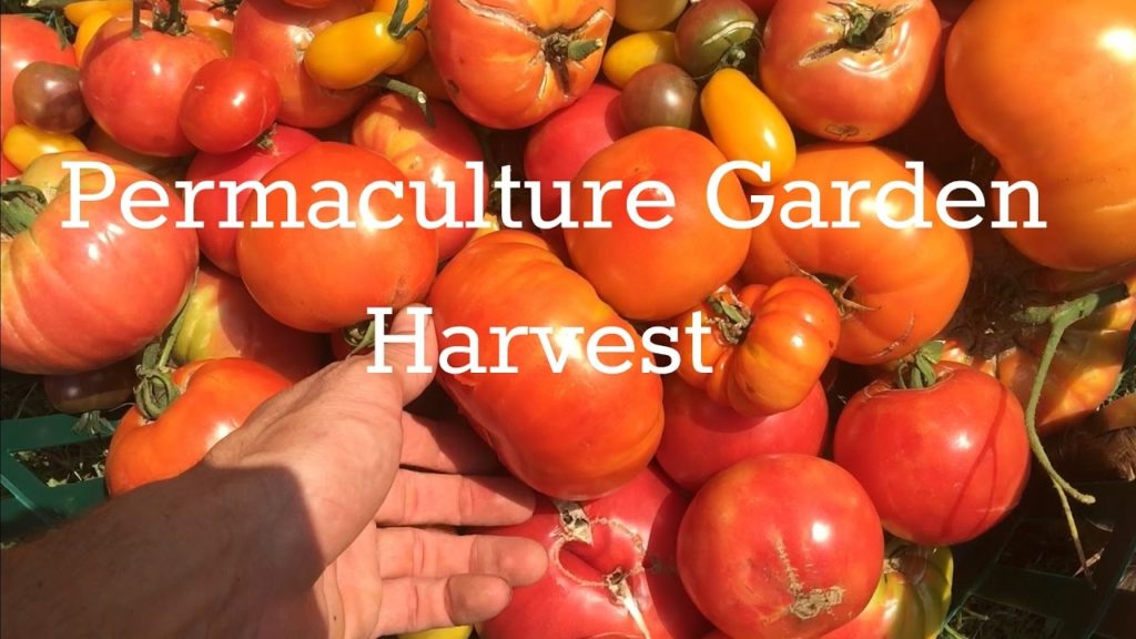 Permaculture Garden Harvest